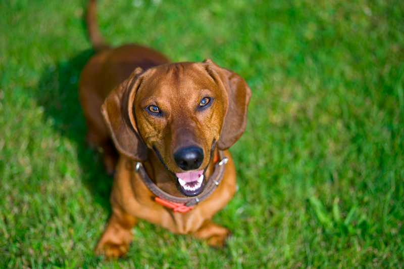 brown dog in grass