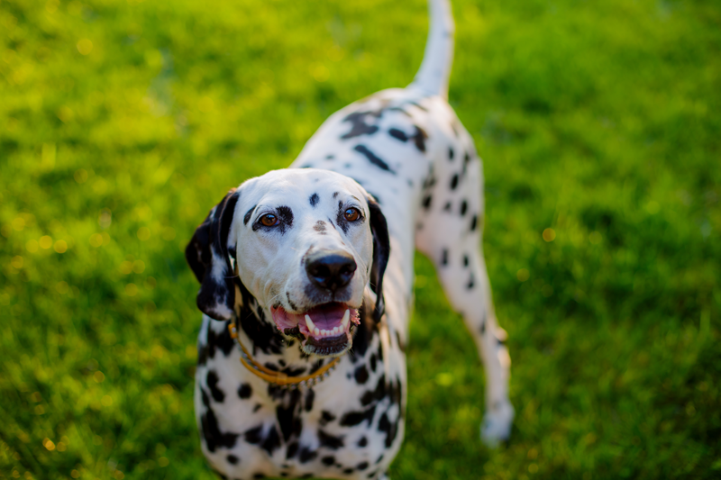 Dog in grass