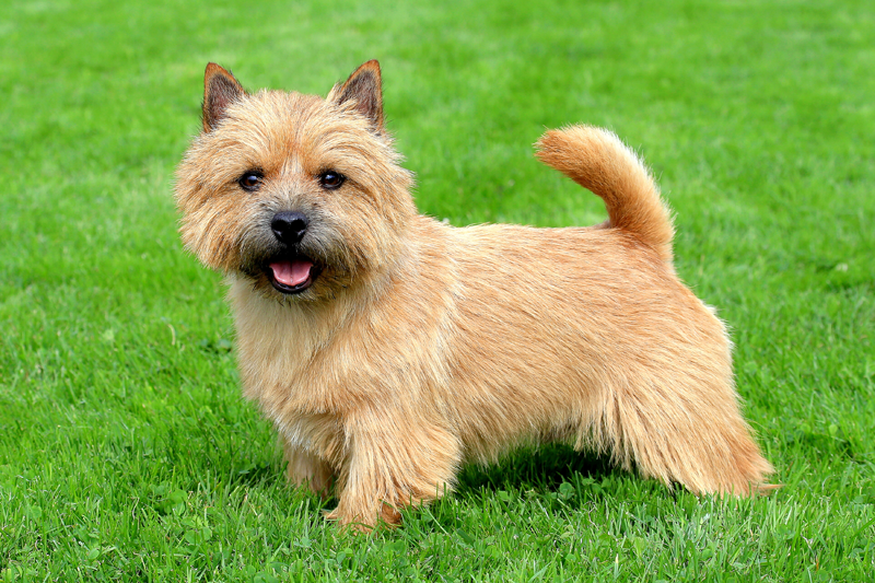 Dog outside in grass