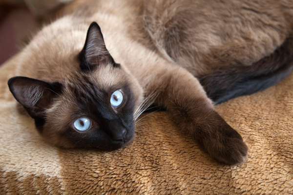 Siamese Cat