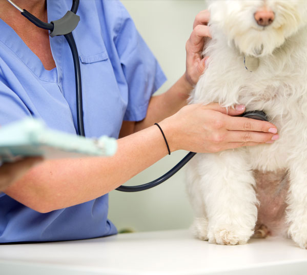 Doctor Examining a Dog