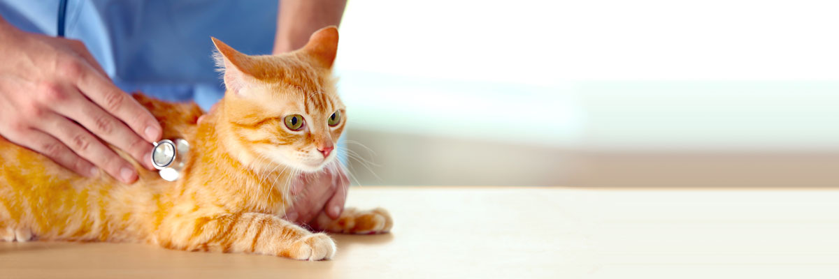 Veterinarian putting cat on the weight scale at veterinarian clinic. Stock  Photo